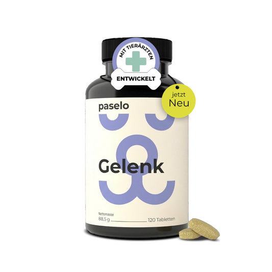 Gelenktabletten für Hunde
