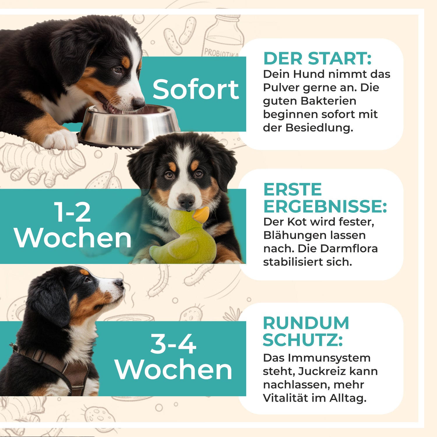 Darmflora+ Probiotika für Hunde