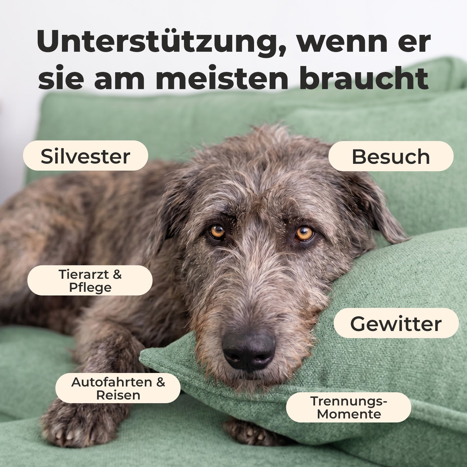 Relax - Beruhigungsmittel für Hunde