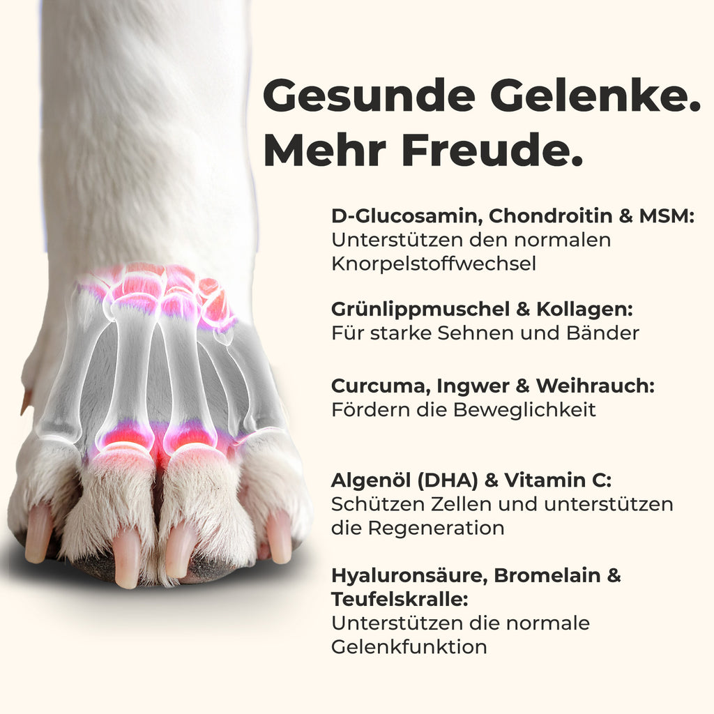 Gelenktabletten für Hunde
