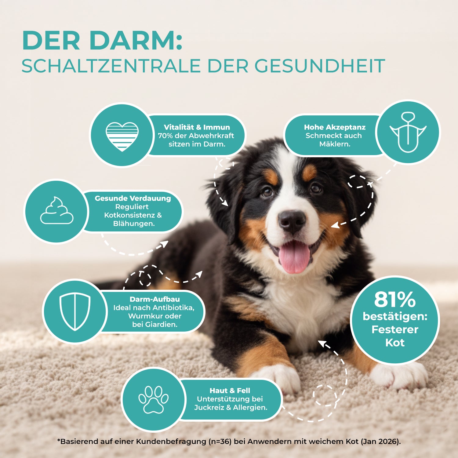 Darmflora+ Probiotika für Hunde