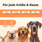 Vitamin B Komplex für Hunde